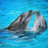 Dolphins Smile To Signal Playfulness According To New Study