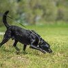 Why It Is Important To Let Your Dog Sniff Their Environment Out On Walks