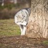 Why It Is Important To Let Your Dog Sniff Their Environment Out On Walks
