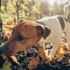Why It Is Important To Let Your Dog Sniff Their Environment Out On Walks