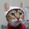 Adorable Tiny Crochets Used To Study Chronic Pain In Cats
