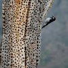 Acorn Woodpeckers Build Tree Storage That Takes Up To 50 Thousand Acorns