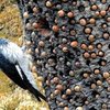 Acorn Woodpeckers Build Tree Storage That Takes Up To 50 Thousand Acorns