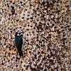 Acorn Woodpeckers Build Tree Storage That Takes Up To 50 Thousand Acorns
