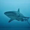 Police Issues Warning After Tourists Gets Both Hands Bitten Off By Shark