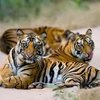 Tiger Population In India Doubles Thanks To Active Wildlife Conservation