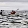 Kayaker Swallowed By a Whale And Spit Out a Moment Later