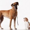 Scientists Finds That The Smartest Dogs Have The Smallest Brains