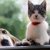 Scientists Finds That The Smartest Dogs Have The Smallest Brains