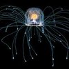 Key Gene For Immortality Discovered In Immortal Jellyfish
