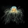 Key Gene For Immortality Discovered In Immortal Jellyfish
