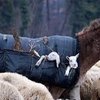 Young Lambs Rest In Pouches Transported By Donkeys On Historic Trails For Seasonal Grazing