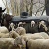Young Lambs Rest In Pouches Transported By Donkeys On Historic Trails For Seasonal Grazing