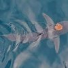 Watch Scientists Record an Octopus Riding a Shark