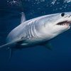 Watch Scientists Record an Octopus Riding a Shark