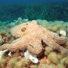 Watch Scientists Record an Octopus Riding a Shark
