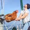 Chicken Seas The World By Sailing The Seas With Her Best Human Friend
