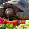 Oldest San Diego Zoo Resident, Gramma The Galapagos Tortoise Dies Age 141